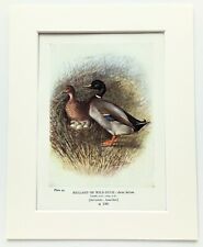 Mallard duck bird for sale  NORWICH