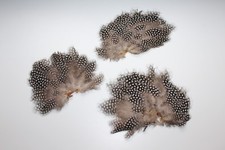 Anciens décors plumes d'occasion  Briare