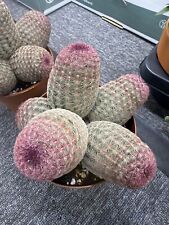 Echinocereus rigidissimus rain for sale  BIRMINGHAM