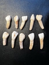 Miscellaneous elk teeth for sale  Wayzata