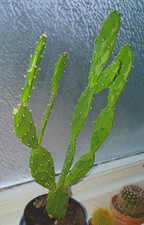 Prickly pear cactus for sale  HARTLEPOOL