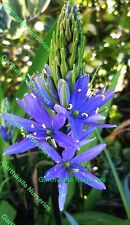 Litre potted camassia for sale  ALFRETON