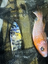 Dragon blood african for sale  Lancaster