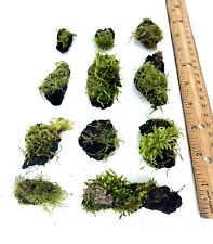 Living moss covered for sale  Sequim