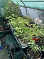 attar for sale  TEIGNMOUTH