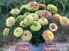 100 queen lime for sale  Spring City