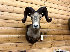 Shoulder mount desert for sale  Wrenshall