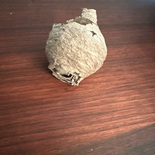 Small bald face for sale  Rocky Mount