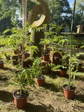 Seidenbaum albizia julibrissin gebraucht kaufen  Pulsnitz