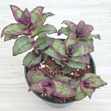 Succulent live plant for sale  San Jose