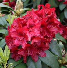 Großblumige rhododendron edit gebraucht kaufen  Bad Zwischenahn