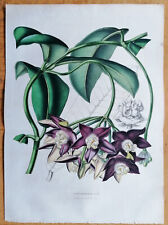Hoya imperialis van d'occasion  Expédié en Belgium