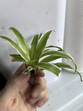 Spider plant plantlet for sale  WALLINGTON