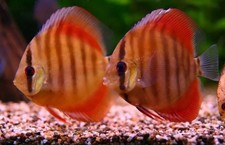 Rose red discus for sale  Miami