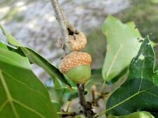 Blackjack oak acorns for sale  Beachwood