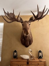 Beautiful alaska bull for sale  Phoenix
