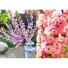 Prunus triloba flowering for sale  MANCHESTER