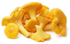 Chanterelle mushroom spores for sale  Brookfield