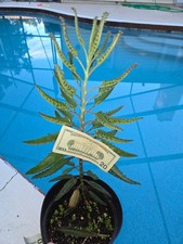 Kalanchoe mother thousands for sale  Port Charlotte