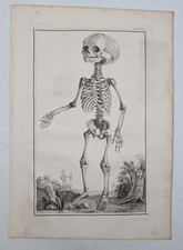 Squelette enfant anatomie d'occasion  Paris IX