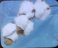 Cotton pods plant for sale  Spanish Fork