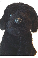 Small black dog for sale  HAILSHAM