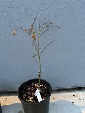 Acer palmatum hana for sale  Sacramento