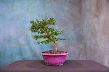 Premna pre bonsai for sale  North Fort Myers