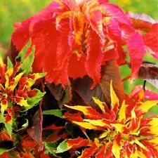 Fuchsschwanz dreifarbig blumen gebraucht kaufen  Aulendorf