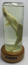 Vintage shark glass for sale  Vero Beach