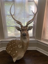 Axis deer taxidermy for sale  Concord
