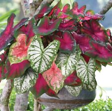 Mixed caladium bulbs d'occasion  Expédié en Belgium