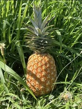 pineapple plant for sale pineapple plant for sale Keaau