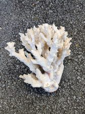 Gros corail coraux d'occasion  Lagord
