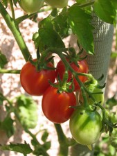 Semi pomodoro principe usato  Trappeto