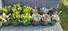9in pots mixed for sale  STOCKPORT