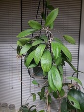 Hoya plant ranauensis for sale  Belle Fourche