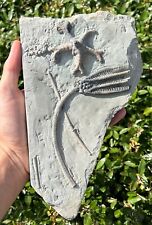 Superb fossil crinoid for sale  Coppell