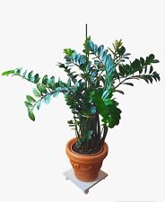 Pianta zamioculcas zamiifolia usato  Carrara