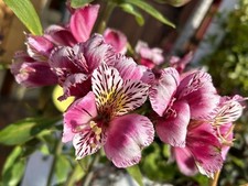 Alstroemeria ligtu peruvian for sale  Trabuco Canyon