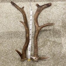 One pair fallow for sale  ALTON