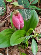 Pink lady slipper for sale  Goshen