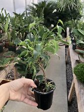 Ficus minnie lucy for sale  Auburn