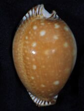 Cypraea guttata azumai d'occasion  Expédié en Belgium