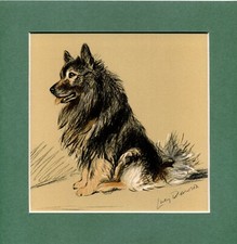 Lucy dawson keeshond for sale Lucy dawson keeshond for sale  SPALDING