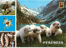 Animaux chiens chiens d'occasion  Fruges