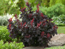 Berberis thunbergii concorde gebraucht kaufen  Templin