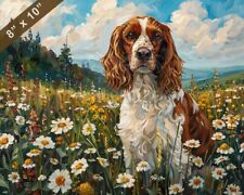 Welsh springer spaniel for sale  Beltsville