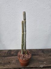 🆔️ Ceropegia Fusca 8,5 cm Pot 2× Rooted Plants Rare Collectors Succulent  comprar usado  Enviando para Brazil