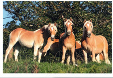 Haflinger pferd pferde gebraucht kaufen  Kiel